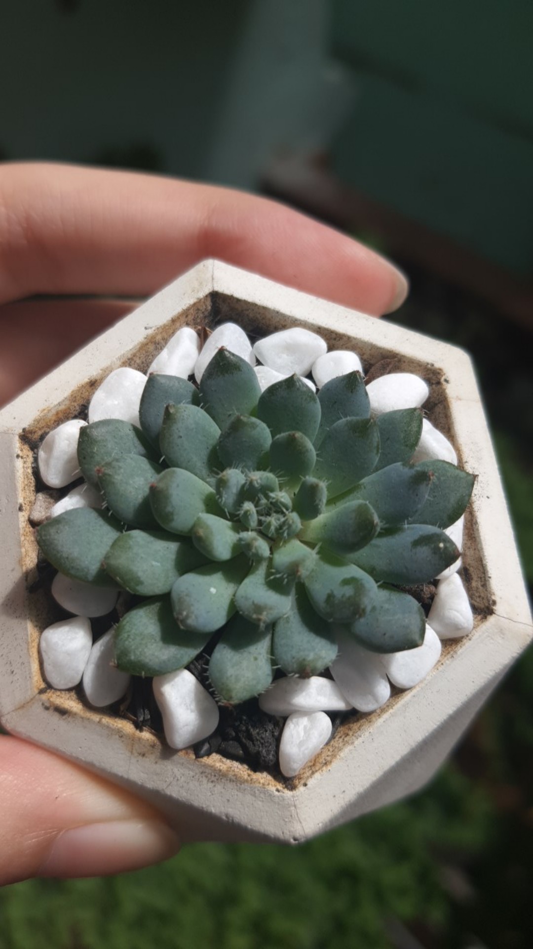 Sukulen Dan Kaktus Mini (echeveria Setosa deminuta)