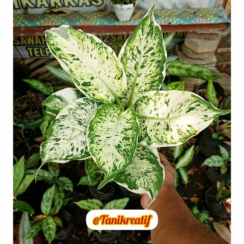 tanaman hias diven lukisan cinta