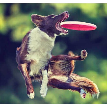 Mainan Anjing Flying Frisbee Mainan Hewan Piring TerbangTraining Silikon Rubber Terbang Dog Toys