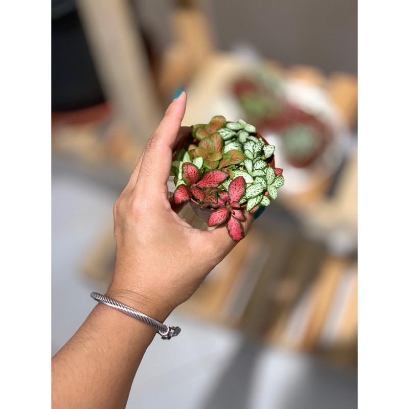 Fittonia Mix