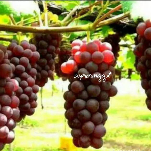 H4I Bibit Anggur Import