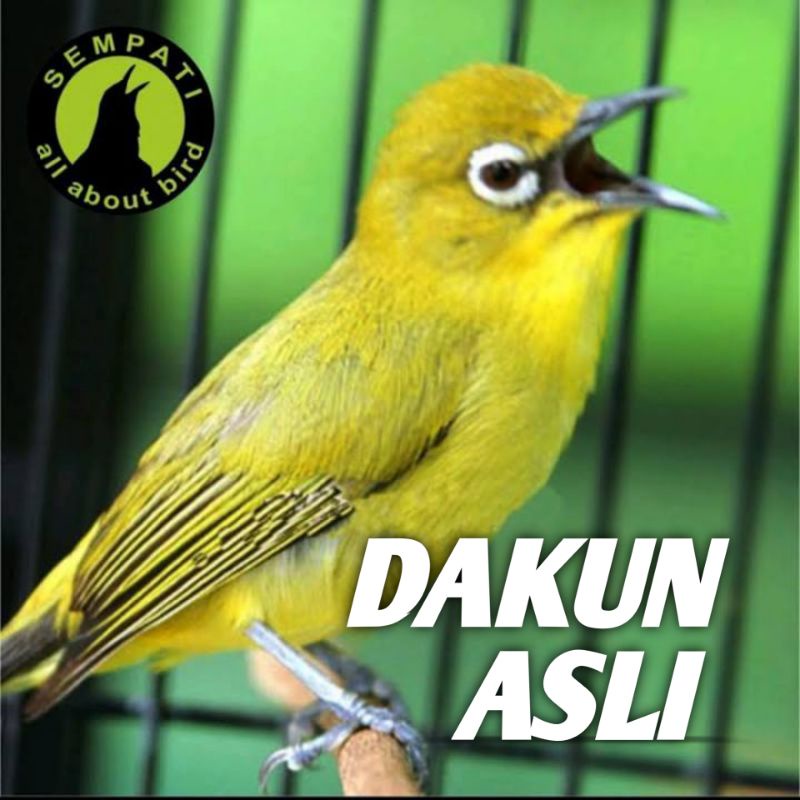 Burung Pleci Dada Kuning Pacitan Jantan Rawatan Bukan Pleci Bustomi/auri