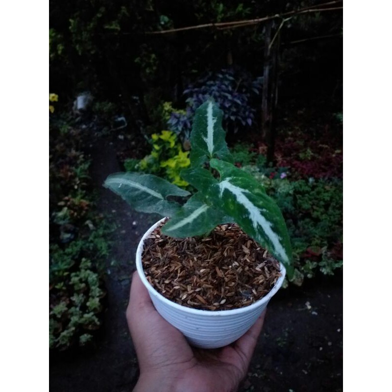Syngonium Wendlandii