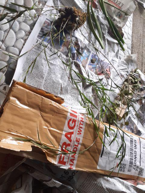 Anggrek Dendro Linearifolium