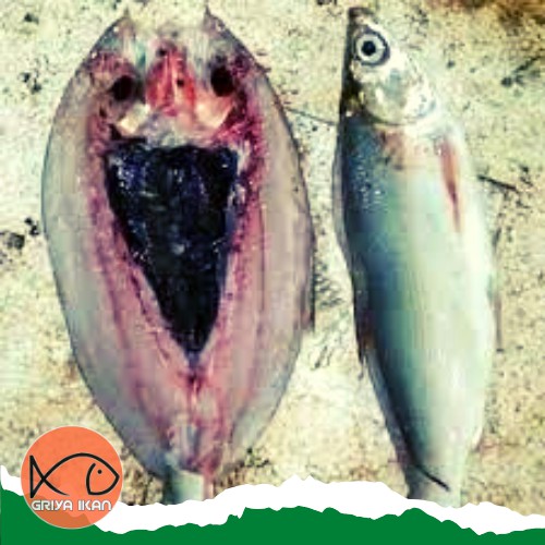 

IKAN BANDENG tanpa duri