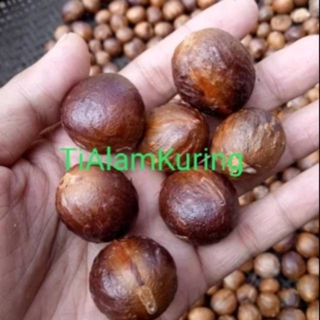 

Biji buah pala kering utuh pilihan kualitas super 250gr