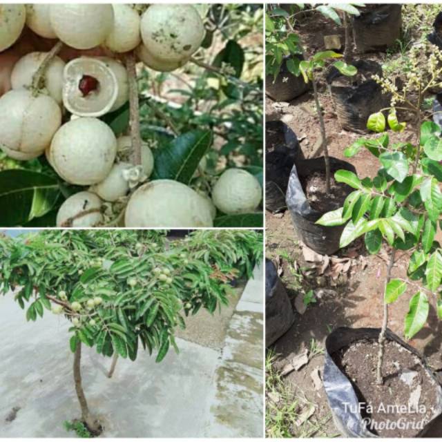 Pohon Lengkeng matalada