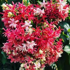 bunga melati belanda tumpuk 15k