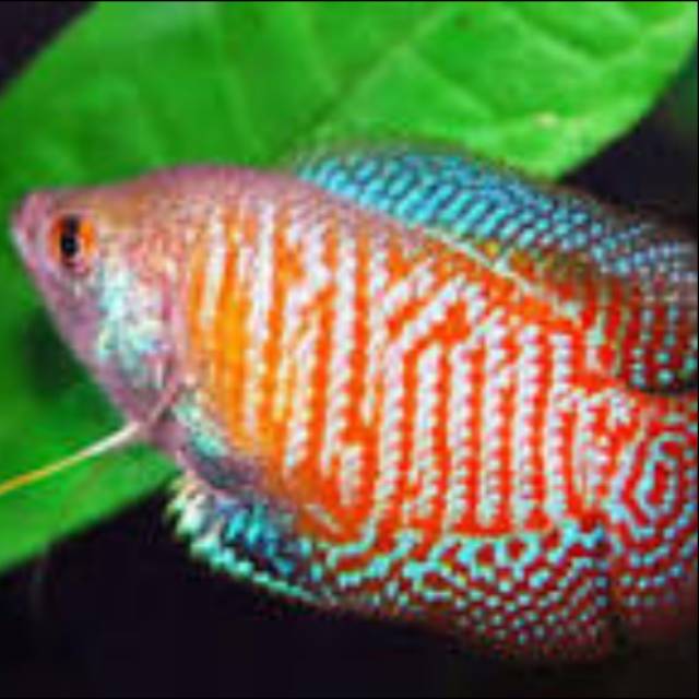 Gurami Kerdil/Sepat ikan Hias Asia Selatan