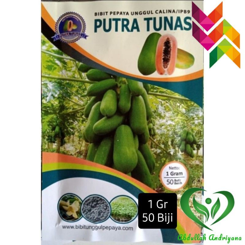 Bibit Pepaya CALIFORNIA/CALINA IPB-9 isi 1 Gr Sekitar 50 Biji Benih CALIFORNIA/CALINA IPB-9 Pepaya