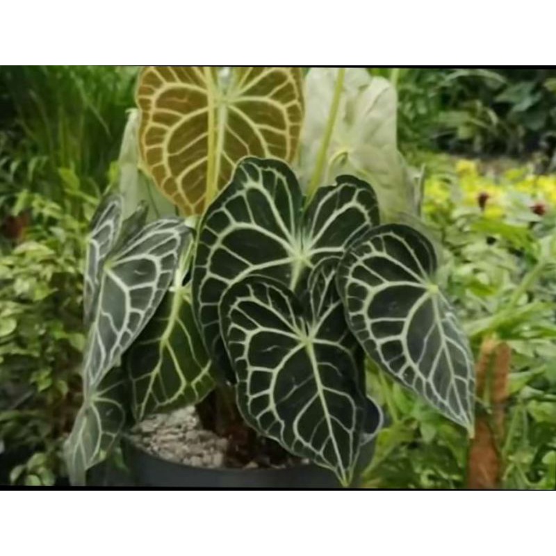 kuping gajah mini/anthurium cristalinum