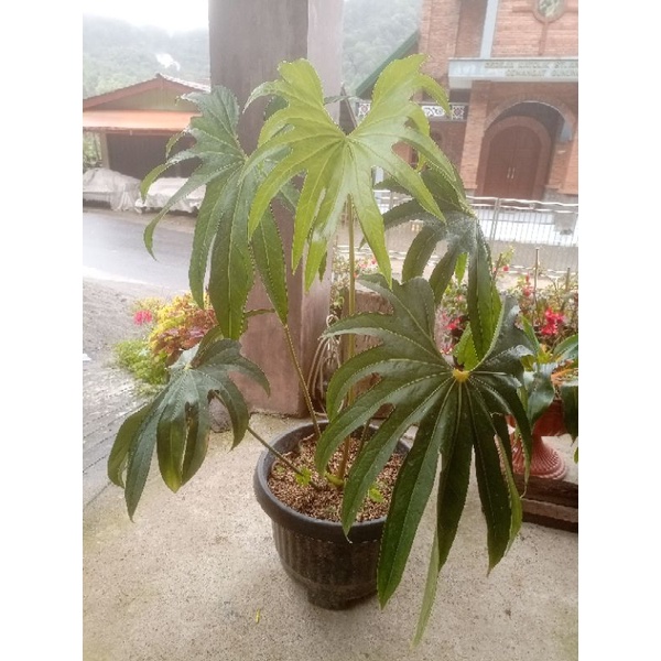 Anthurium Jari (Pedatoradiatum)