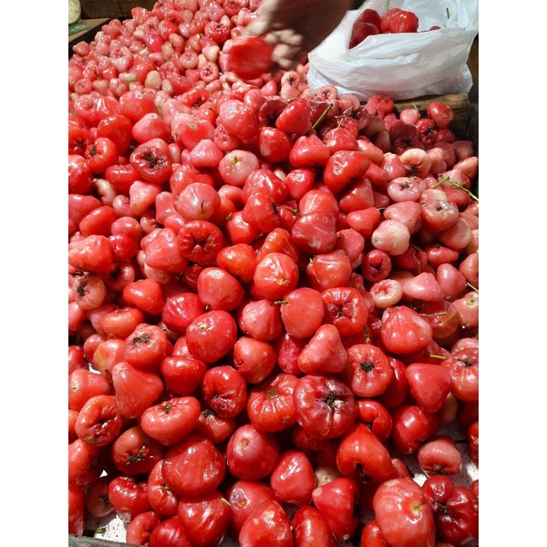 

jambu air jambu rujak /1 kg
