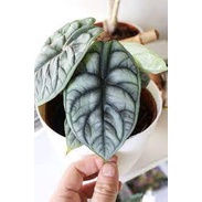 ALOKASIA DRAGON SILVER - tanaman daun alocasia silver - alokasia silver dragon bergaransi