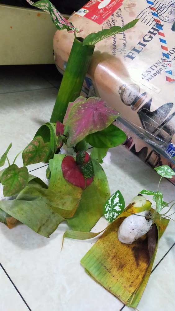 Surat Karantina/sekali Chekout/1 No Resi