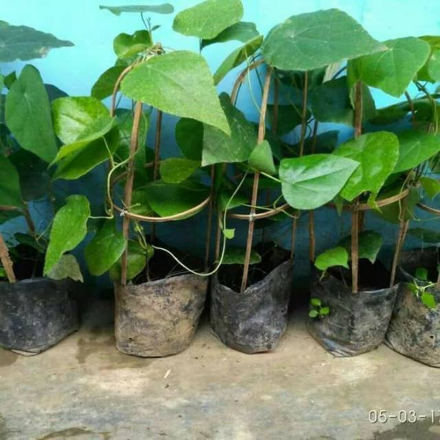 Cincau bulu / cincau hijau / cincau rambat / cingcau