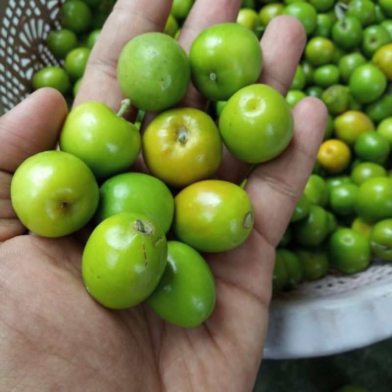 

buah Bidara Arab segar