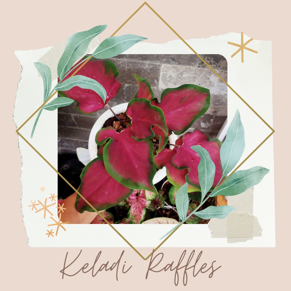 Keladi Raffles Bibit Bunga Keladi Raffles Tanaman Hias Keladi Rafles