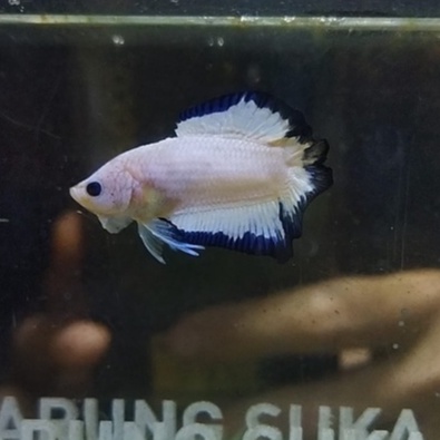 CUPANG PKDT/DTPK BLUE RIM 100% REALPICT (8DTBR1)