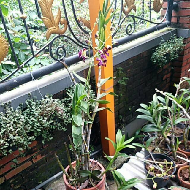 Anggrek mawar dan dendro jumbo