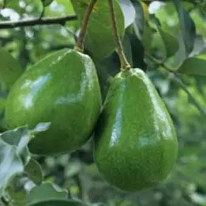 bibit ALPUKAT markus kualitas UNGGUL banyak bibit hasil OKULASI 1kg muat 3 bibit