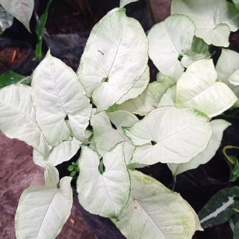 syngonium salju | syngonium Moonlight | syngonium moonshine