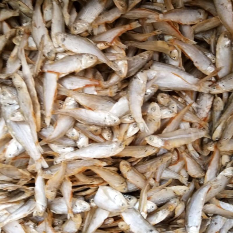 

ikan asin bilis bulat