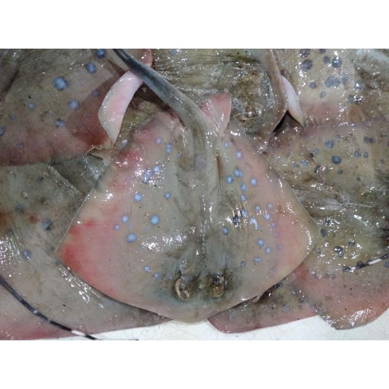 

Ikan Pari Kodok Segar 1 Kg Hasil Laut Segar