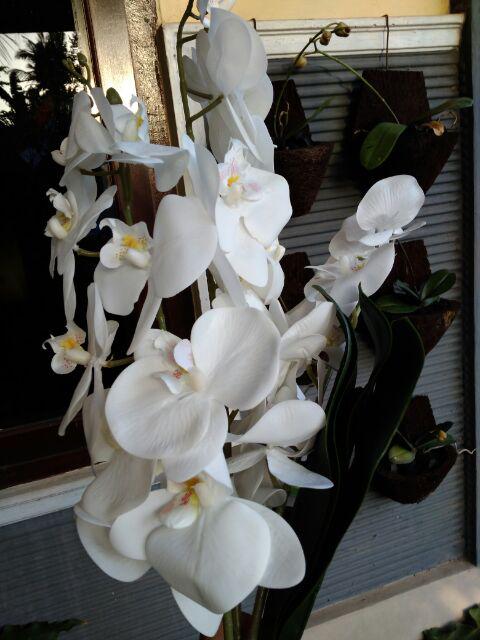 (cod)anggrek Lateks Real Touch