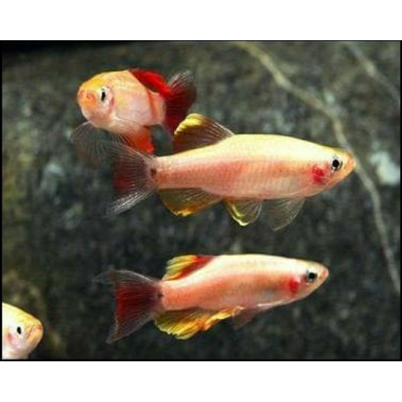

ikan zebra hongkong golden
