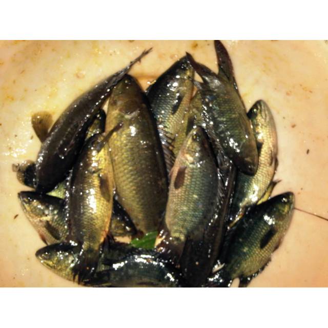 Ikan Papuyu / Ikan Betok / Ukuran Kecil - Sedang