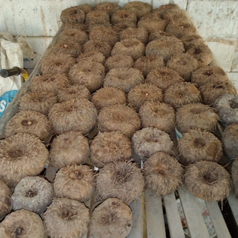 Jual umbi porang 1kg murah