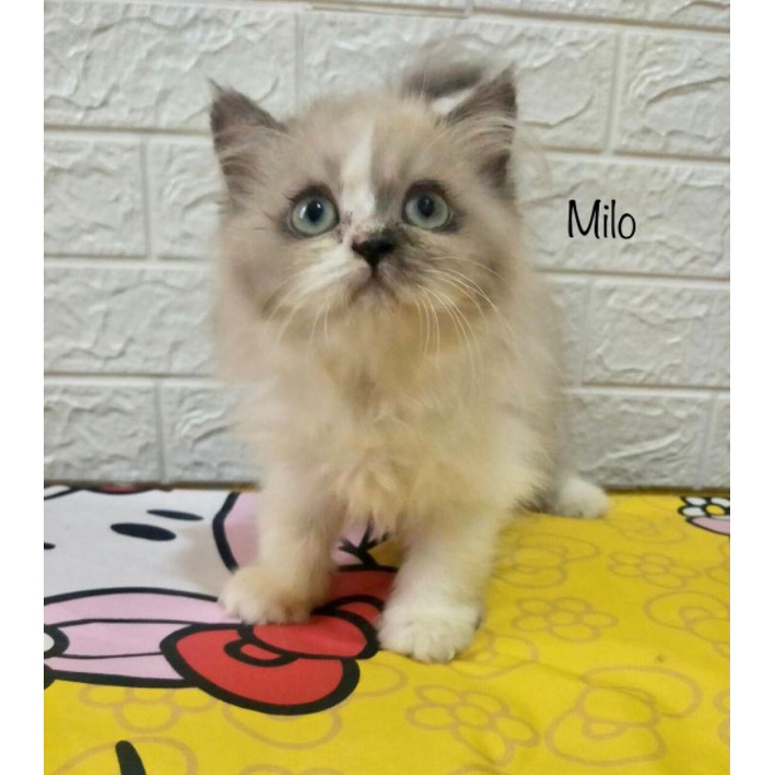 Kucing Kitten Persia Long Hair  Shopee Indonesia