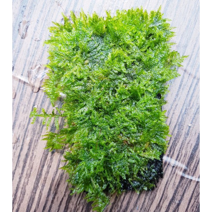 Mini Christmas Christmas Moss Media Pakis - Tanaman Aquascape