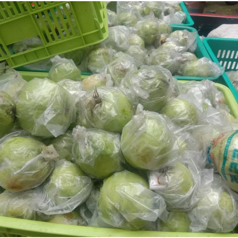 

BUAH JAMBU KRISTAL SEGAR 1 KG