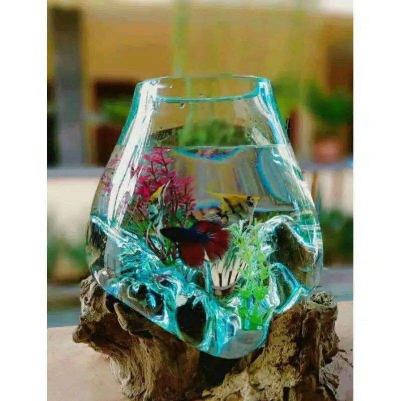 akuarium ikan cupang / aquarium ikan cupang / akuarium cupang / akuarium ikan hias / ikan cupang