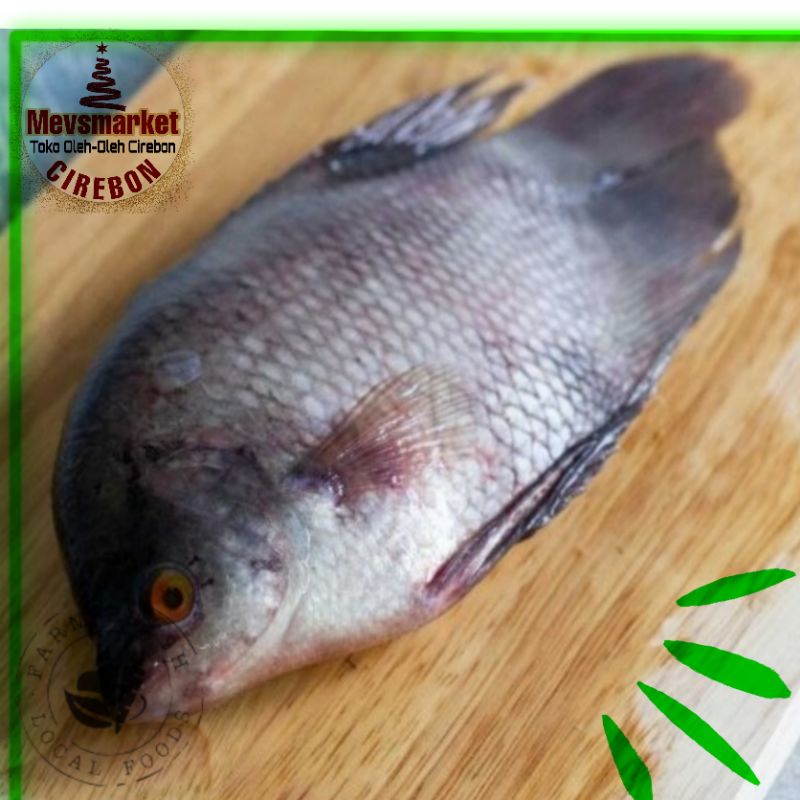 

Mevsmarketcirebon Banda Ikan Gurame 500 gram *BISA INSTANT DELIVERY*
