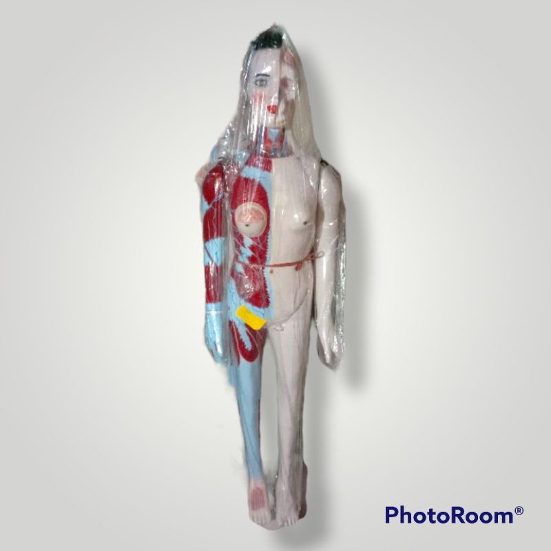 

Torso Dwifungsi seluruh tubuh ukuran 150cm