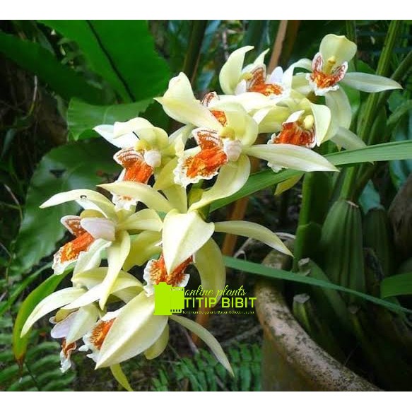 anggrek spesies coelogyne asperata