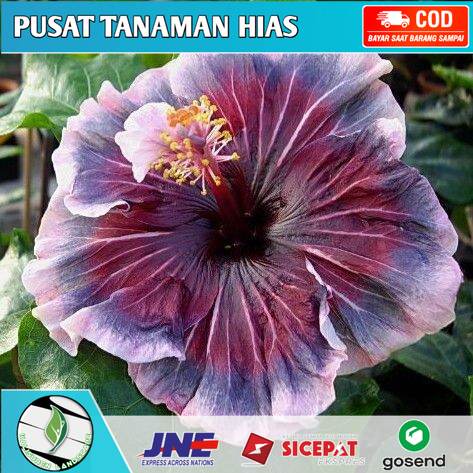 Tanaman hias kembang sepatu HIBISCUS PURPLE  Bunga Kembang Sepatu Gothic