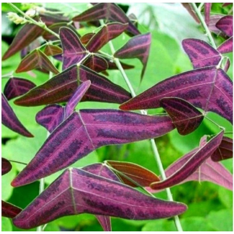 tanaman hias kupu kupu oxalis batik merah