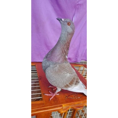 MERPATI_HIDUP/BAHAN_KOLONG_SUPER_LOSDOR#