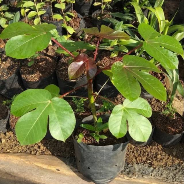 Pohon jarak merah atau jarak wulung bibit tanaman jarak merah