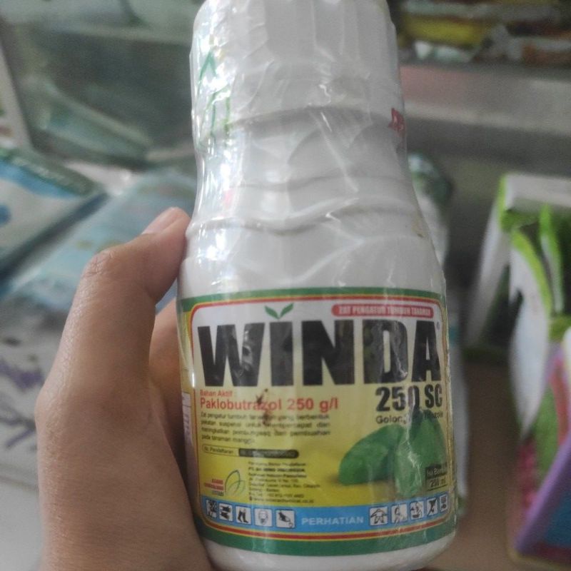 WINDA obat perangsang buah