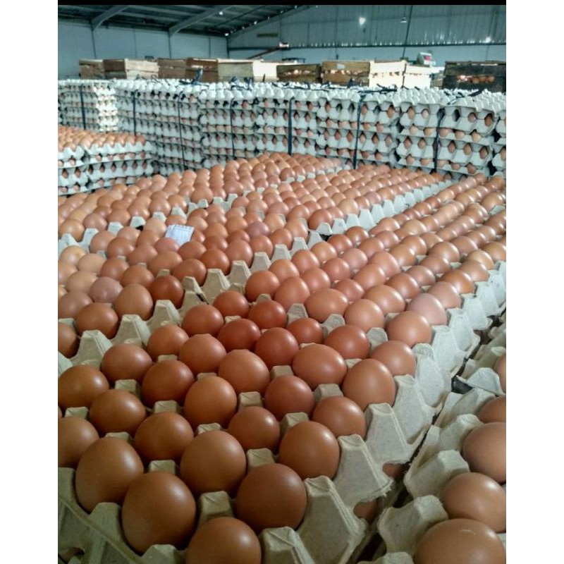 

Telur Ayam Negri Bagus Murah SUKABUMI /1kg