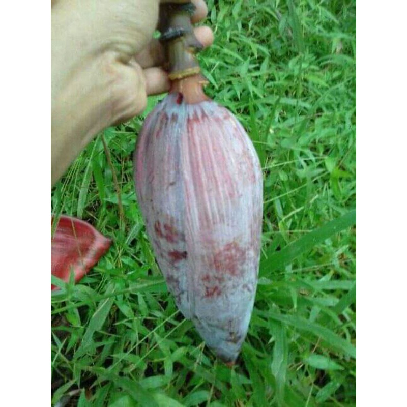 

JANTUNG PISANG KLUTUK JANTUNG PISANG BATU 500 GRAM
