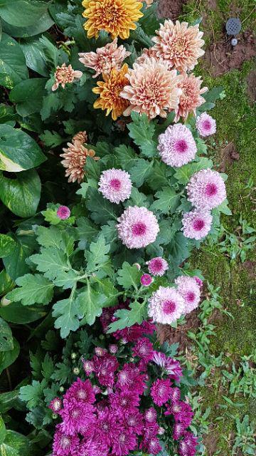 Tanaman Hias Aster Atau Krisan + Pot