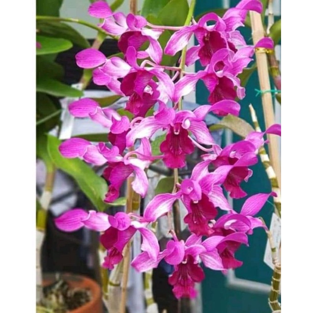 anggrek dendro inaraya red/raina dewasa besar