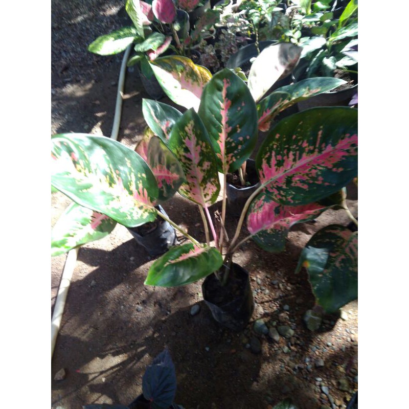 aglonema kochin/kochin