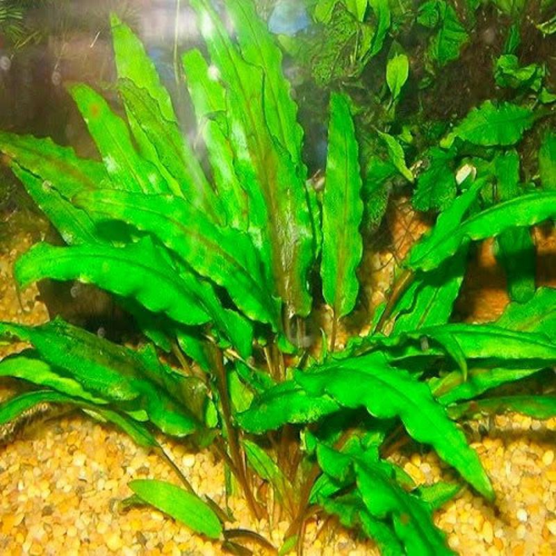 Cryptocoryne Wendtii Green Aquascape